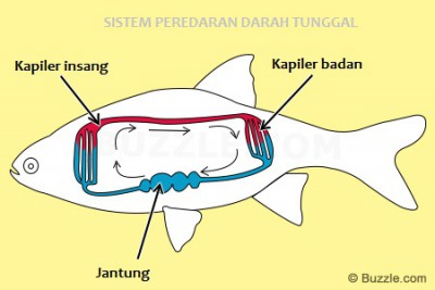 Detail Gambar Sistem Peredaran Darah Ikan Nomer 6