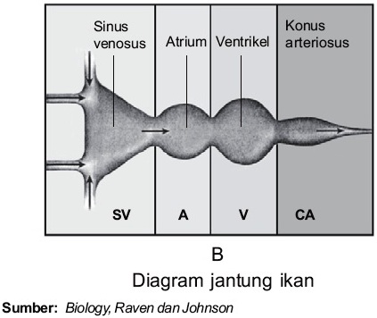 Detail Gambar Sistem Peredaran Darah Ikan Nomer 46