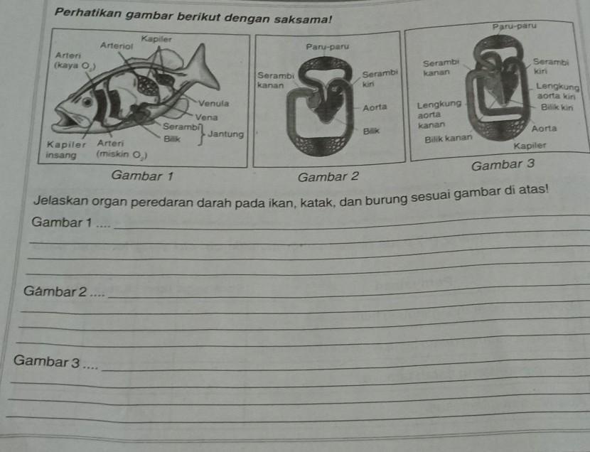 Detail Gambar Sistem Peredaran Darah Ikan Nomer 48