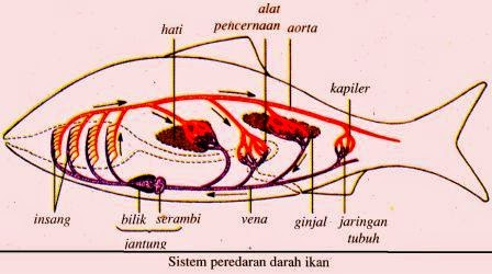 Detail Gambar Sistem Peredaran Darah Ikan Nomer 50