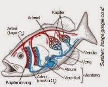 Detail Gambar Sistem Peredaran Darah Ikan Nomer 9