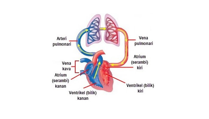 Detail Gambar Sistem Peredaran Darah Kecil Nomer 18