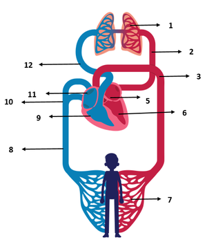 Detail Gambar Sistem Peredaran Darah Kecil Nomer 28