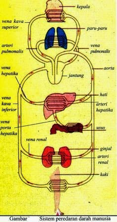 Detail Gambar Sistem Peredaran Darah Kecil Nomer 35