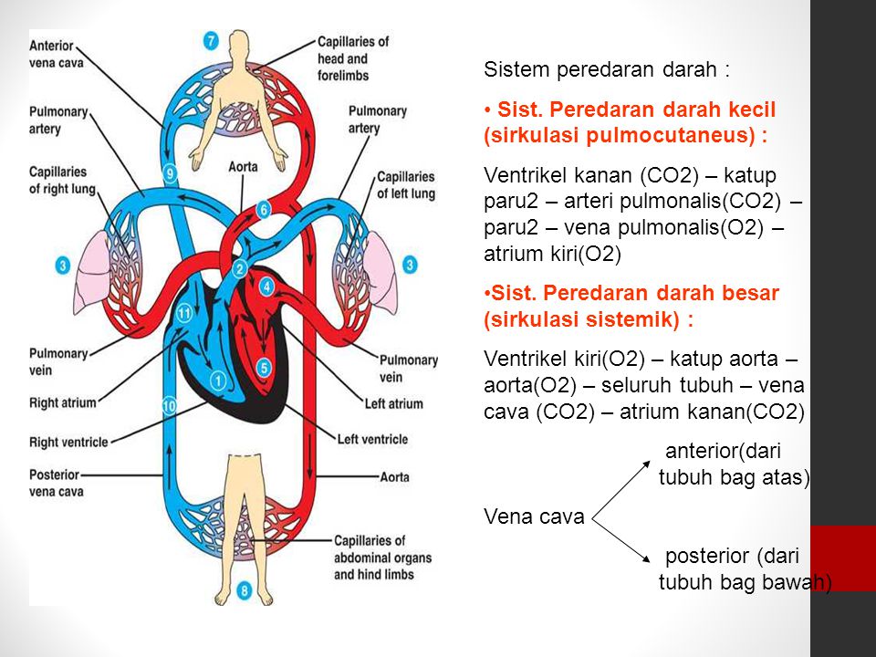 Detail Gambar Sistem Peredaran Darah Kecil Nomer 39