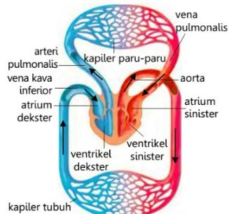 Detail Gambar Sistem Peredaran Darah Kecil Nomer 50