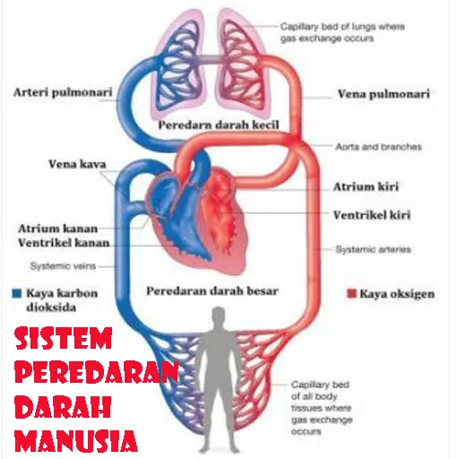 Detail Gambar Sistem Peredaran Darah Kecil Nomer 51