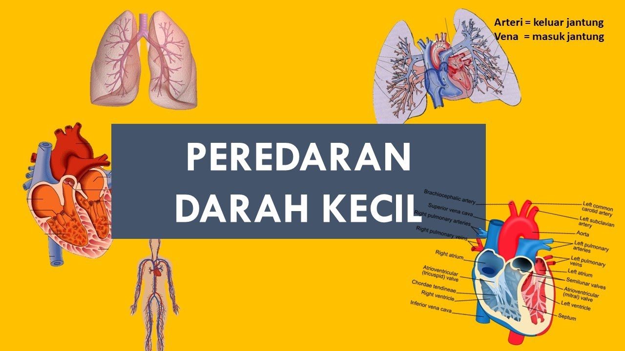 Detail Gambar Sistem Peredaran Darah Kecil Nomer 53