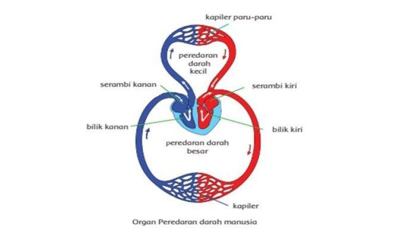 Detail Gambar Sistem Peredaran Darah Kecil Dan Besar Nomer 12