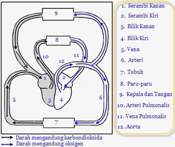 Detail Gambar Sistem Peredaran Darah Kecil Dan Besar Nomer 14