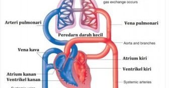 Detail Gambar Sistem Peredaran Darah Kecil Dan Besar Nomer 15