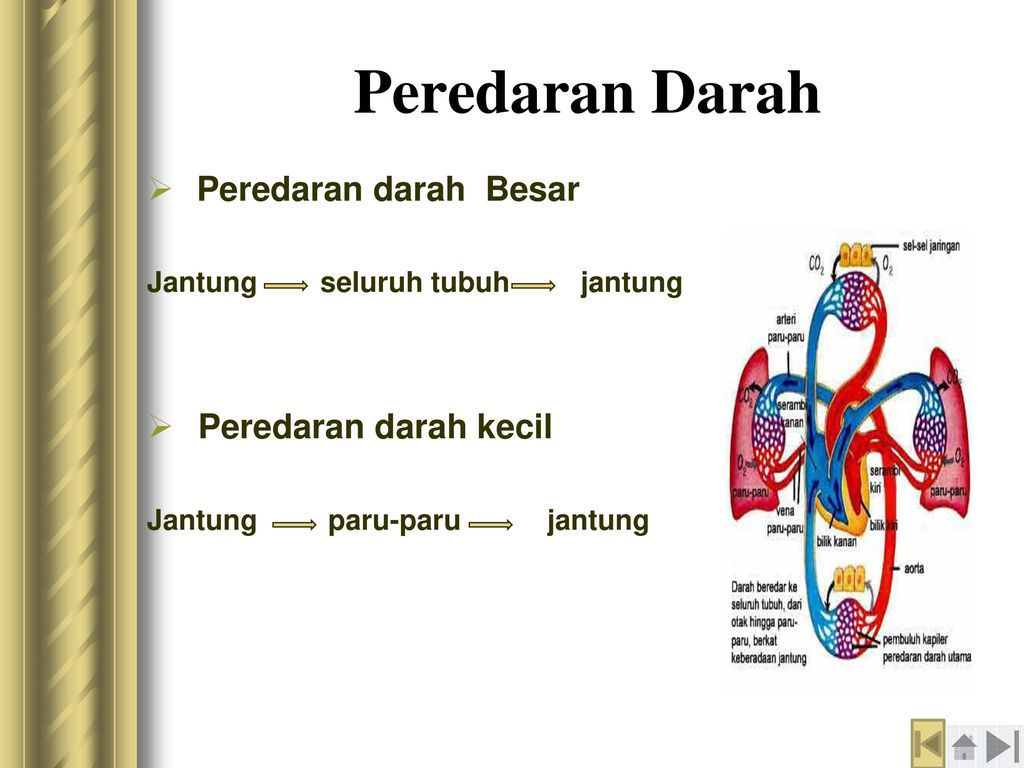 Detail Gambar Sistem Peredaran Darah Kecil Dan Besar Nomer 47