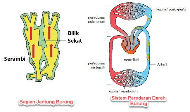 Gambar Sistem Peredaran Darah Pada Burung - KibrisPDR