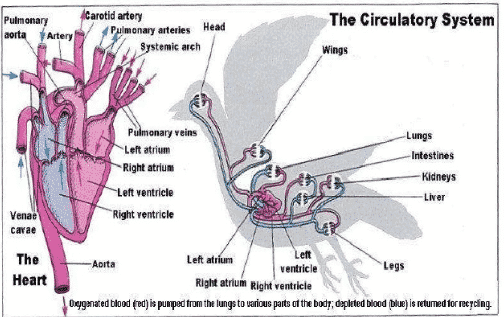 Detail Gambar Sistem Peredaran Darah Pada Burung Nomer 11