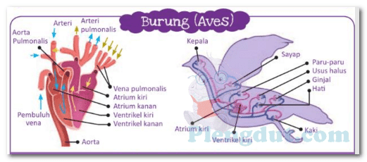 Detail Gambar Sistem Peredaran Darah Pada Burung Nomer 15