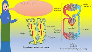 Detail Gambar Sistem Peredaran Darah Pada Burung Nomer 16