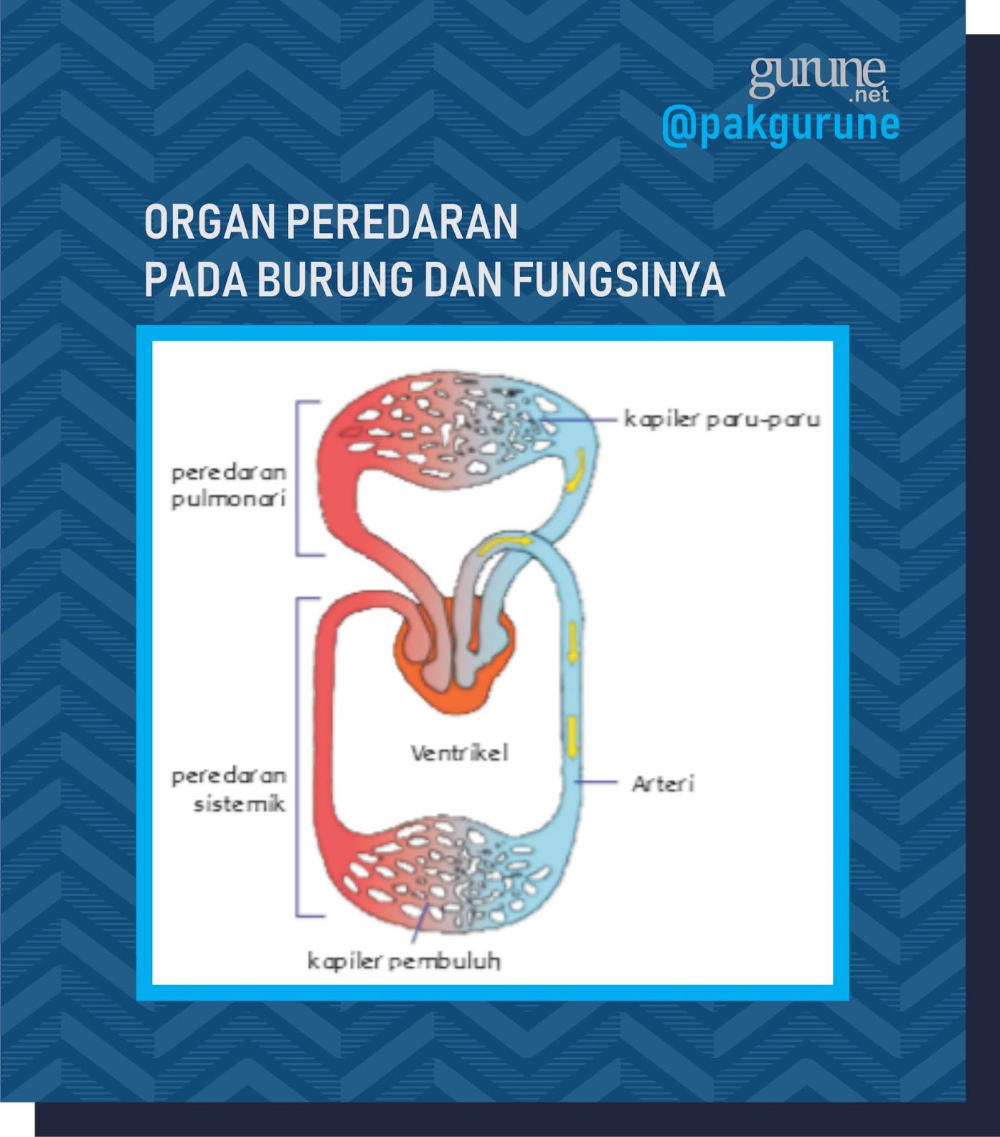 Detail Gambar Sistem Peredaran Darah Pada Burung Nomer 3