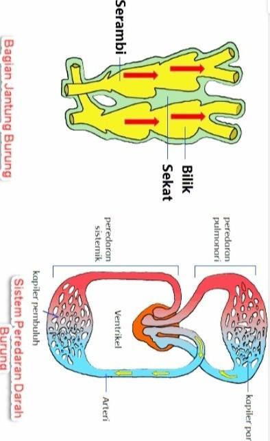 Detail Gambar Sistem Peredaran Darah Pada Burung Nomer 20