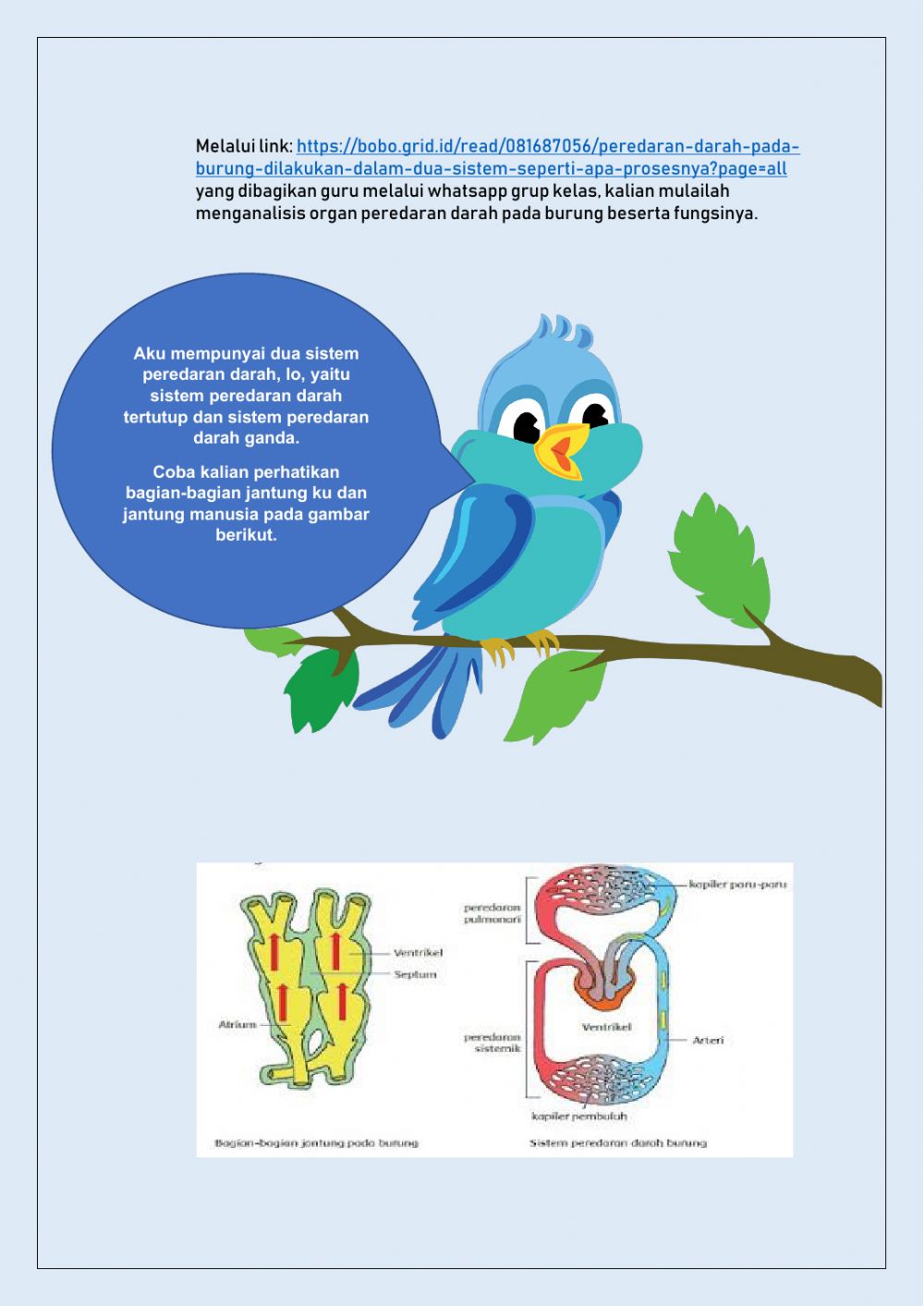 Detail Gambar Sistem Peredaran Darah Pada Burung Nomer 25