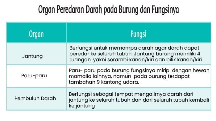 Detail Gambar Sistem Peredaran Darah Pada Burung Nomer 31