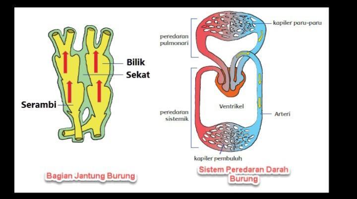 Detail Gambar Sistem Peredaran Darah Pada Burung Nomer 32