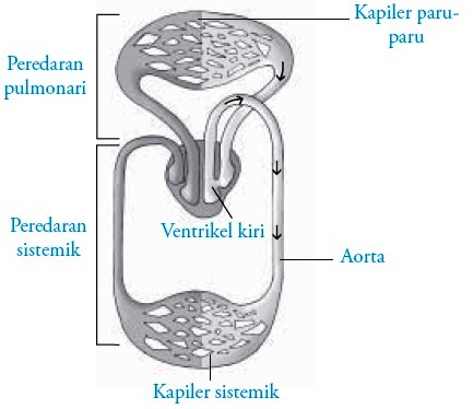 Detail Gambar Sistem Peredaran Darah Pada Burung Nomer 5