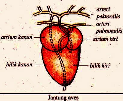 Detail Gambar Sistem Peredaran Darah Pada Burung Nomer 39