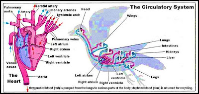 Detail Gambar Sistem Peredaran Darah Pada Burung Nomer 44