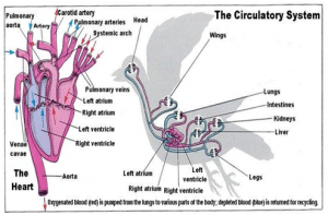 Detail Gambar Sistem Peredaran Darah Pada Burung Nomer 45