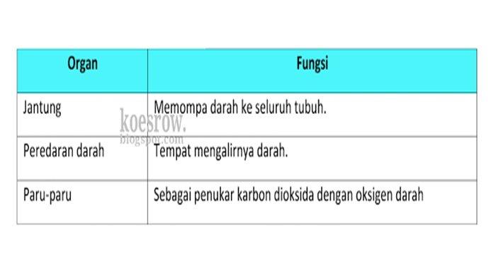 Detail Gambar Sistem Peredaran Darah Pada Burung Nomer 46