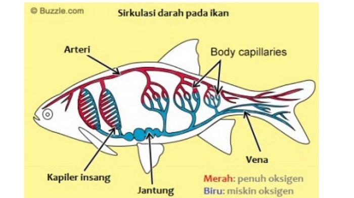 Detail Gambar Sistem Peredaran Darah Pada Hewan Nomer 2