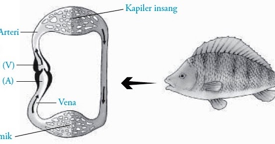 Detail Gambar Sistem Peredaran Darah Pada Hewan Nomer 13