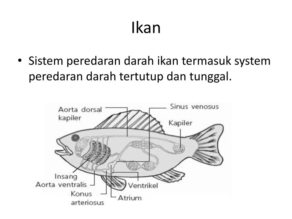 Detail Gambar Sistem Peredaran Darah Pada Hewan Nomer 17