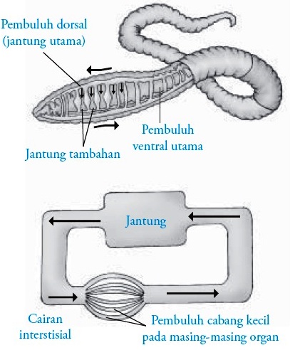 Detail Gambar Sistem Peredaran Darah Pada Hewan Nomer 20