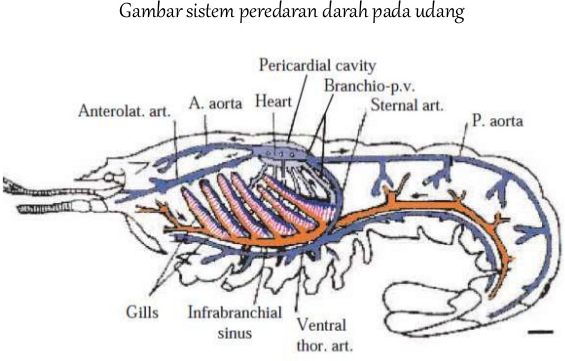 Detail Gambar Sistem Peredaran Darah Pada Hewan Nomer 25