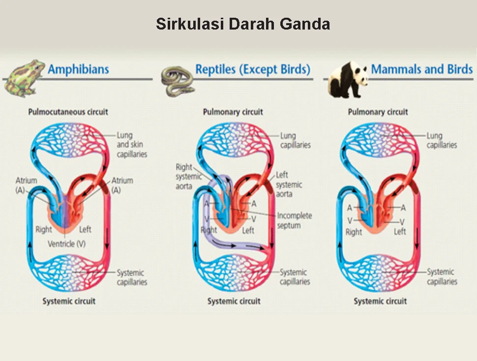 Detail Gambar Sistem Peredaran Darah Pada Hewan Nomer 27