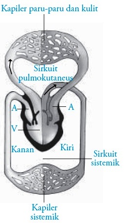 Detail Gambar Sistem Peredaran Darah Pada Hewan Nomer 32