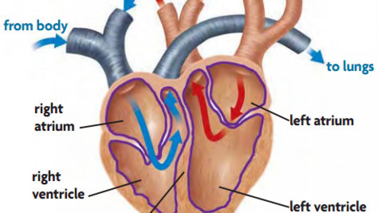 Detail Gambar Sistem Peredaran Darah Pada Hewan Nomer 34