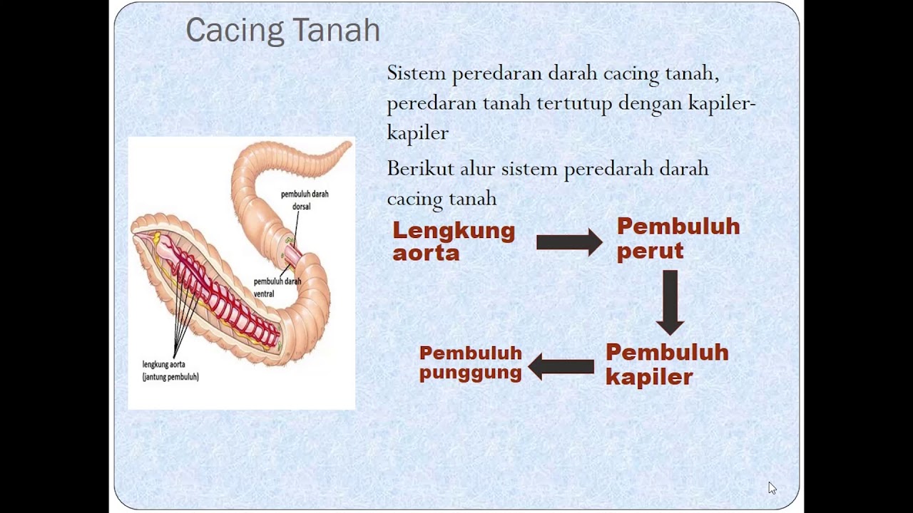 Detail Gambar Sistem Peredaran Darah Pada Hewan Nomer 35