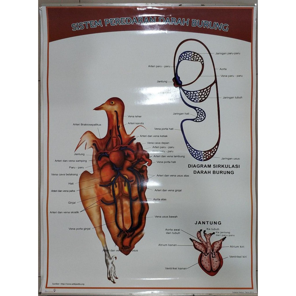 Detail Gambar Sistem Peredaran Darah Pada Hewan Nomer 37