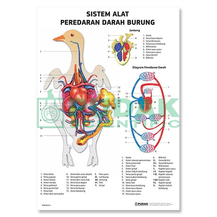 Detail Gambar Sistem Peredaran Darah Pada Hewan Nomer 43