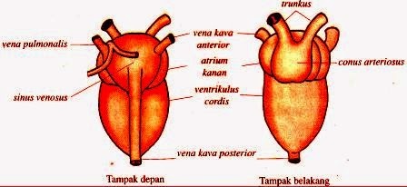 Detail Gambar Sistem Peredaran Darah Pada Hewan Nomer 49