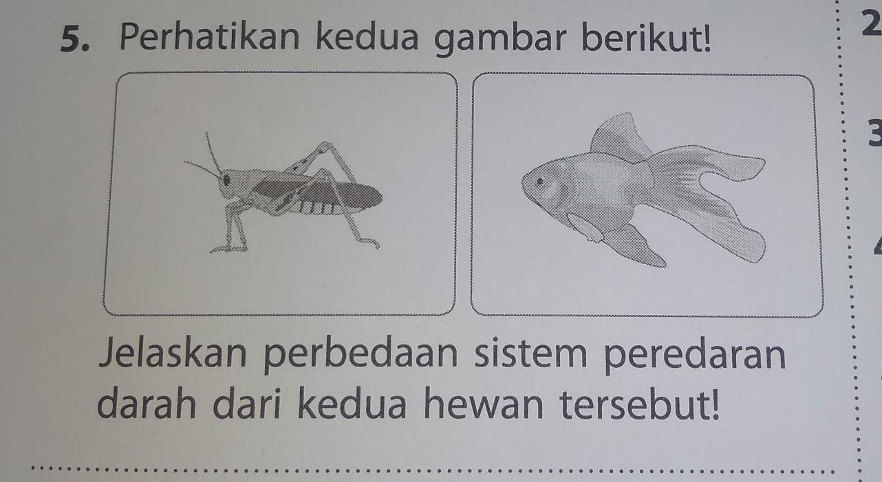 Detail Gambar Sistem Peredaran Darah Pada Hewan Nomer 51