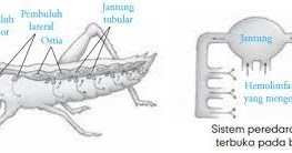 Detail Gambar Sistem Peredaran Darah Pada Hewan Nomer 53