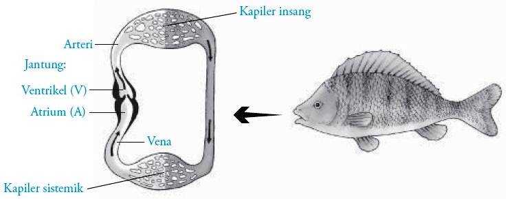 Detail Gambar Sistem Peredaran Darah Pada Ikan Nomer 2