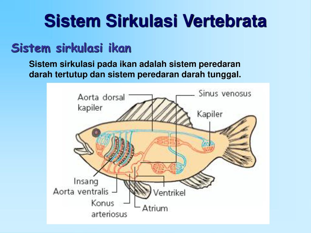 Detail Gambar Sistem Peredaran Darah Pada Ikan Nomer 11