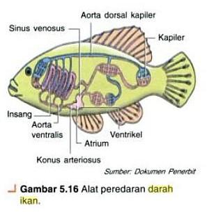 Detail Gambar Sistem Peredaran Darah Pada Ikan Nomer 23