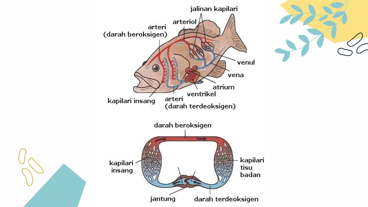 Detail Gambar Sistem Peredaran Darah Pada Ikan Nomer 34