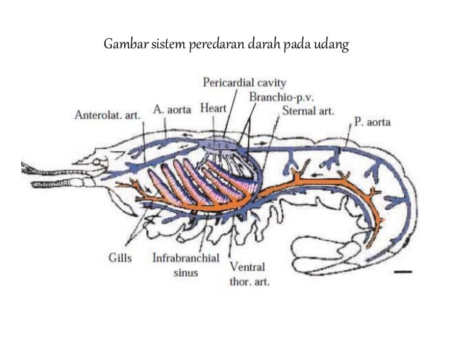 Detail Gambar Sistem Peredaran Darah Pada Ikan Nomer 35