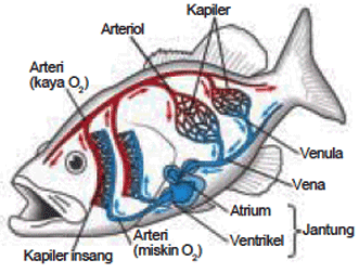 Detail Gambar Sistem Peredaran Darah Pada Ikan Nomer 5